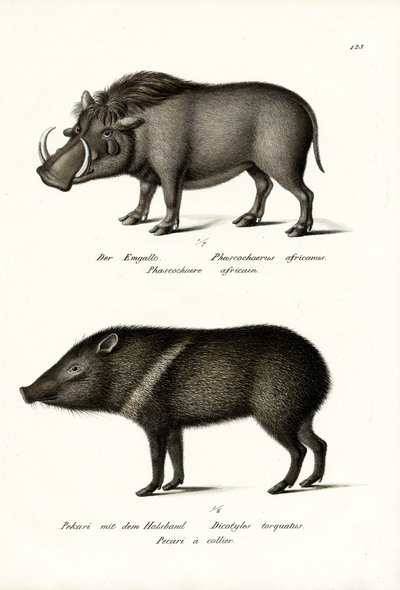 Warthog by Karl Joseph Brodtmann